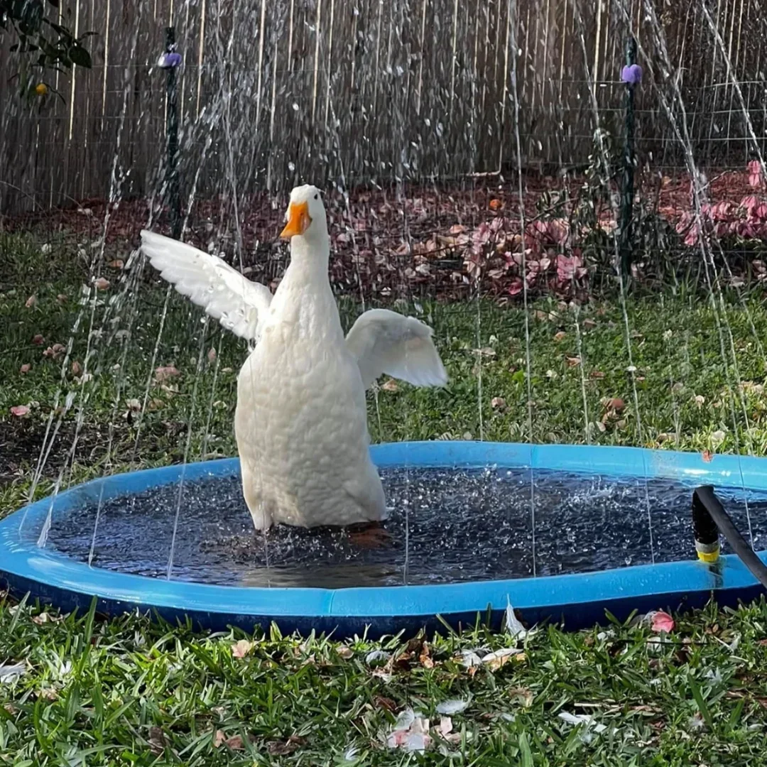 Sprinkletails Splash Pad - Sprinkler Mat for Dogs & Kids