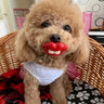 Snoutrageous Dog Lips Chew Toy - Funny Silicone Pet Toy