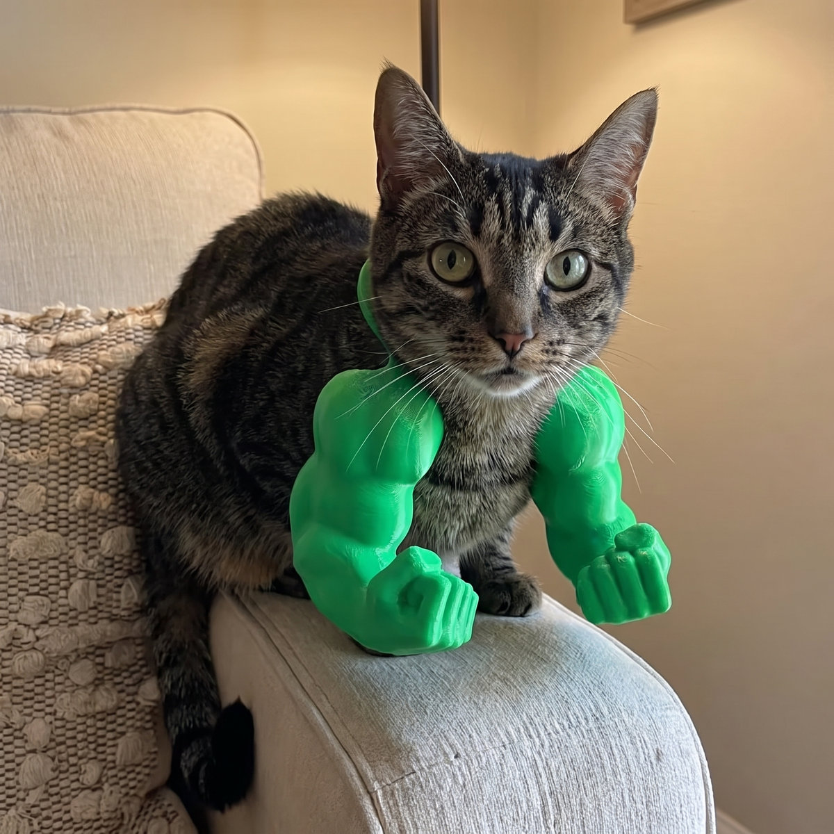 Bulkitty cat muscle arms