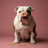 Snorted Pig Nose - Funny Latex Snout Party Gag