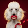 Snoutrageous Dog Lips Chew Toy - Funny Silicone Pet Toy